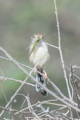 Prinia rufifrons