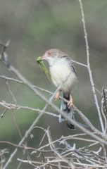 Prinia rufifrons