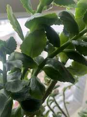 Kalanchoe