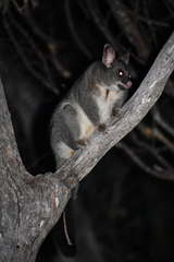 Trichosurus vulpecula hypoleucus