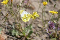 Zegris eupheme menestho
