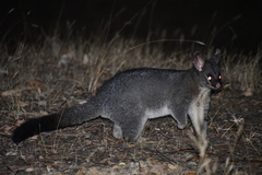 Trichosurus vulpecula hypoleucus
