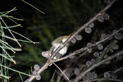 Phascogale calura