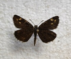 Heteropterus morpheus