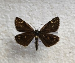 Heteropterus morpheus