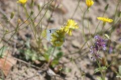 Zegris eupheme menestho