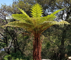 Cyathea cooperi