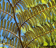 Cyathea cooperi
