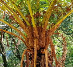 Cyathea cooperi