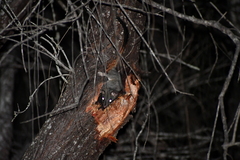 Phascogale calura