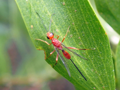 Aulacidae