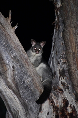 Trichosurus vulpecula hypoleucus