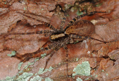 Pardosa amentata