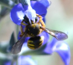 Anthidium manicatum