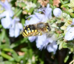 Anthidium manicatum