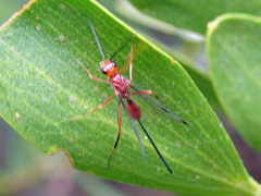 Aulacidae