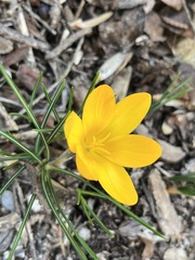 Crocus chrysanthus