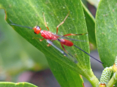 Aulacidae