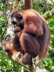 Pongo pygmaeus