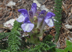 Scutellaria alpina