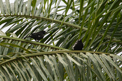 Bubalornis albirostris