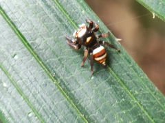 Ptocasius strupifer