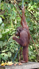 Pongo pygmaeus