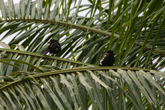 Bubalornis albirostris