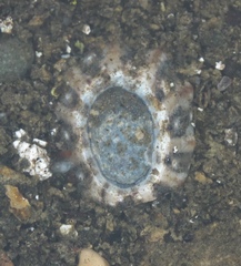 Cellana ornata