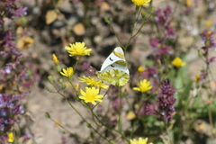 Zegris eupheme menestho