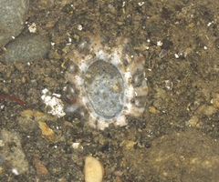 Cellana ornata