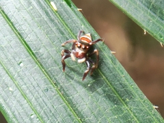 Ptocasius strupifer