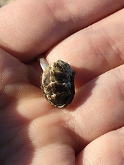 Onithochiton neglectus