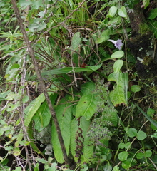 Streptocarpus rexii