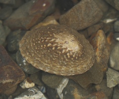 Cellana denticulata