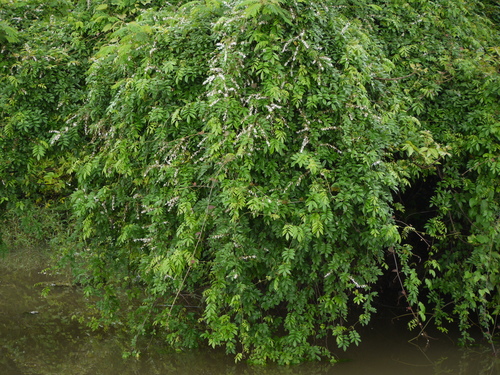 Derris trifoliata iNat (3)