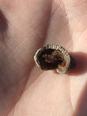 Onithochiton neglectus