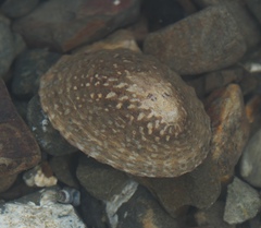 Cellana denticulata