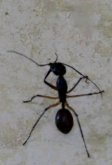 Dinomyrmex gigas borneensis