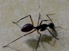 Dinomyrmex gigas borneensis