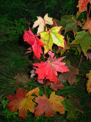 Acer platanoides