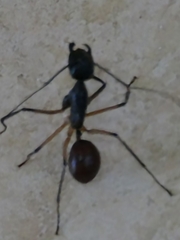 Dinomyrmex gigas borneensis