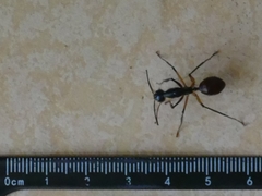 Dinomyrmex gigas borneensis