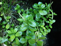 Peperomia urvilleana