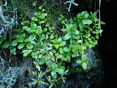 Peperomia urvilleana