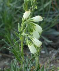 Onosma tanaitica