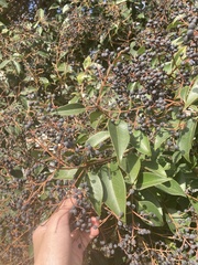 Ligustrum lucidum
