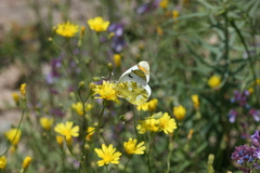 Zegris eupheme menestho