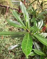 Tristaniopsis laurina