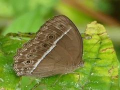 Mycalesis mineus